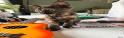 Devon Rex cats for sale: Devon rex  x sphynx kittens  in Bristol - Advert 4