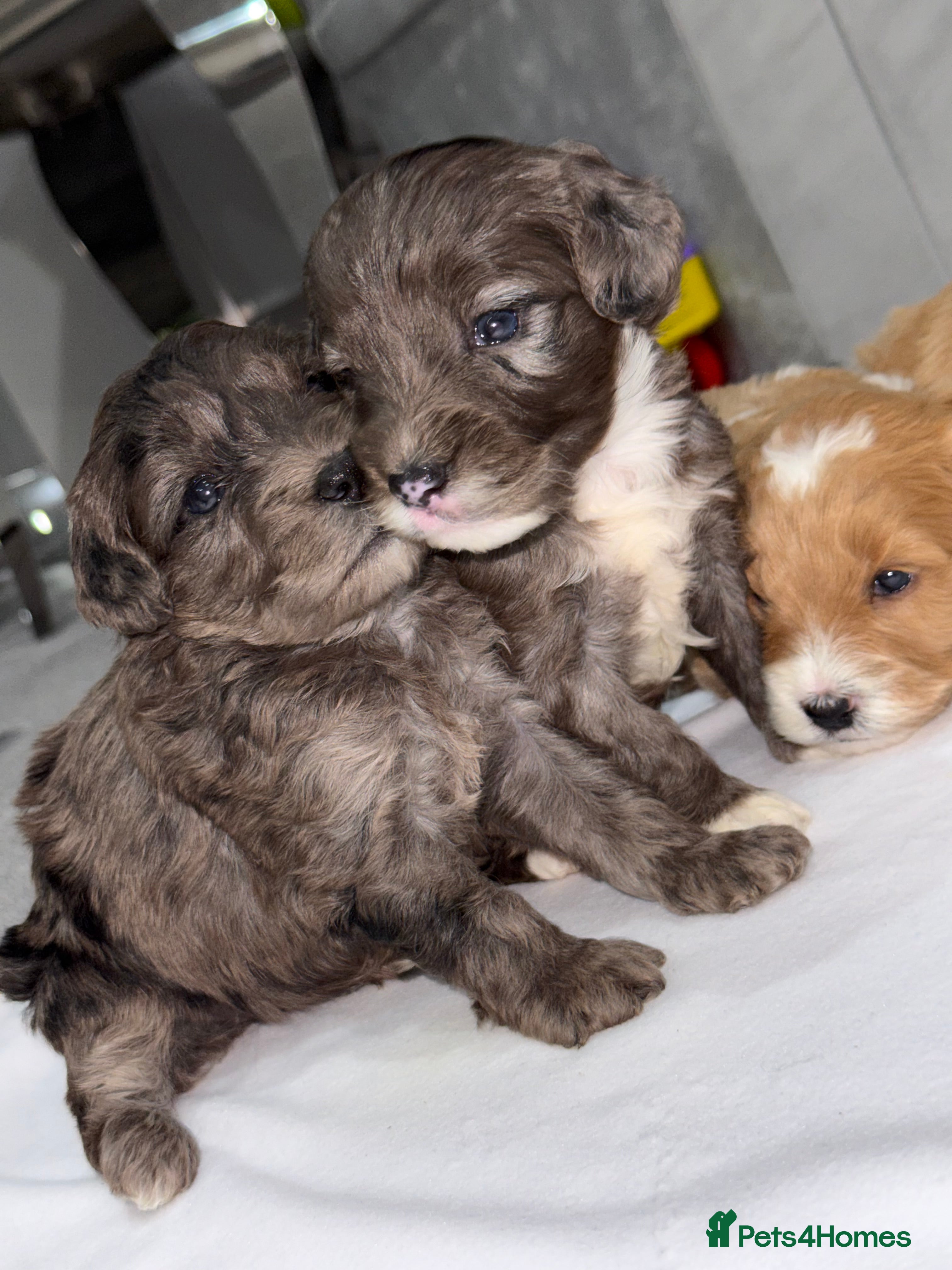 Cockapoo dogs TOY COCKAPOO’S - Advert 1