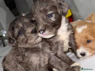 Cockapoo dogs TOY COCKAPOO’S - Advert 1