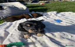 Miniature Dachshund dogs for stud: Miniature long hair(crufts qualified for life) in Bridge of Weir - Image 18