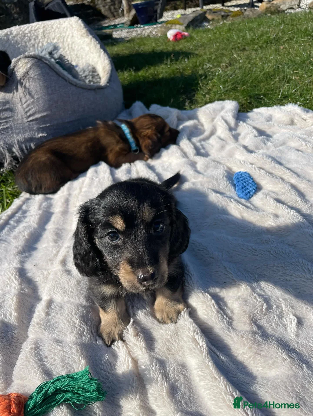 Miniature Dachshund dogs for stud: Miniature long hair(crufts qualified for life) in Bridge of Weir - Advert 18