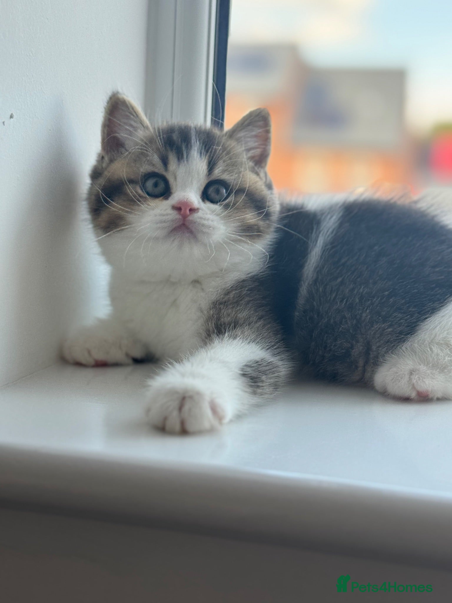 British Shorthair cats Beautiful Tica reg tabby bi colour boy left  - Advert 1