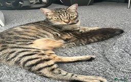 Domestic Shorthair cats for sale: Domestic Cats for sale🐈🐈‍⬛ - Image 9