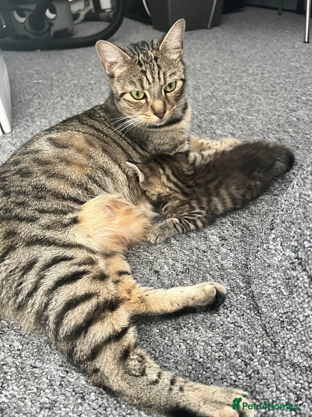 Domestic Shorthair cats for sale: Domestic Cats for sale🐈🐈‍⬛ - Image 9