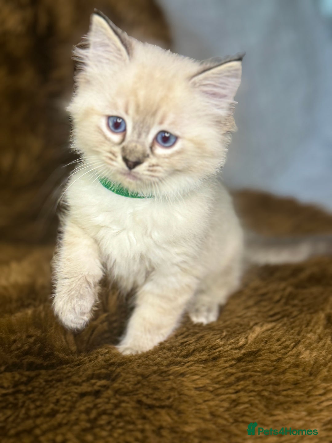 Ragdoll cats for sale: GCCF Sealpoint Mitted/Blue Lynx Ragdoll kittens - Image 13