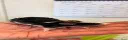 Mouse rodents for sale: Baby female fancy mice  - Advert 9