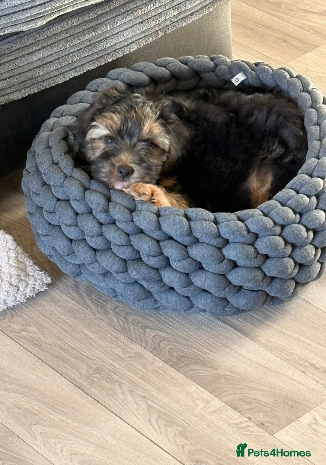 Norfolk Terrier dogs for sale: 🐾 Gorgeous Boy Looking for His Forever Home 🏡❤️ - Advert 2