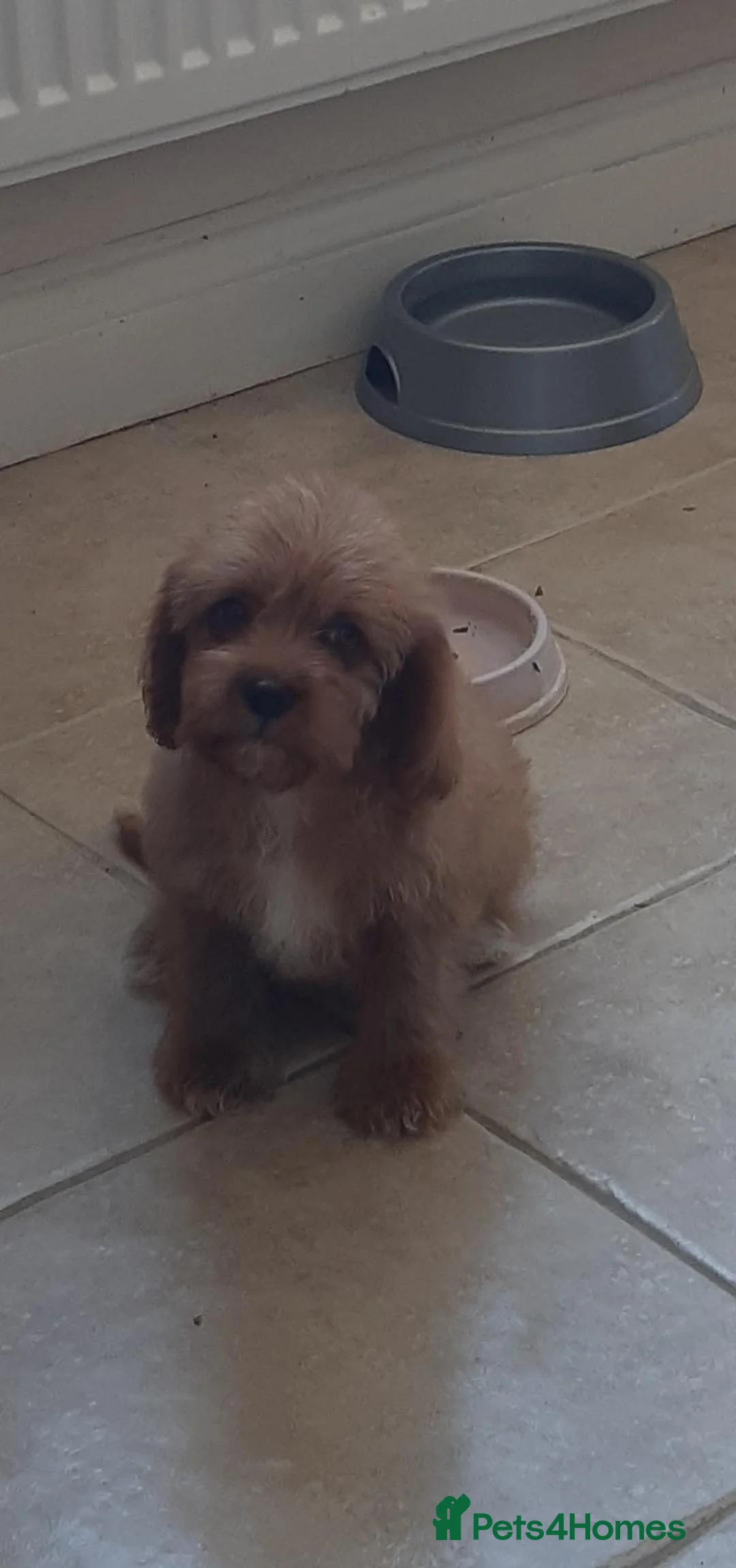 Cavapoo dogs for sale: Hello this is Bear in Whitley Bay - Advert 2