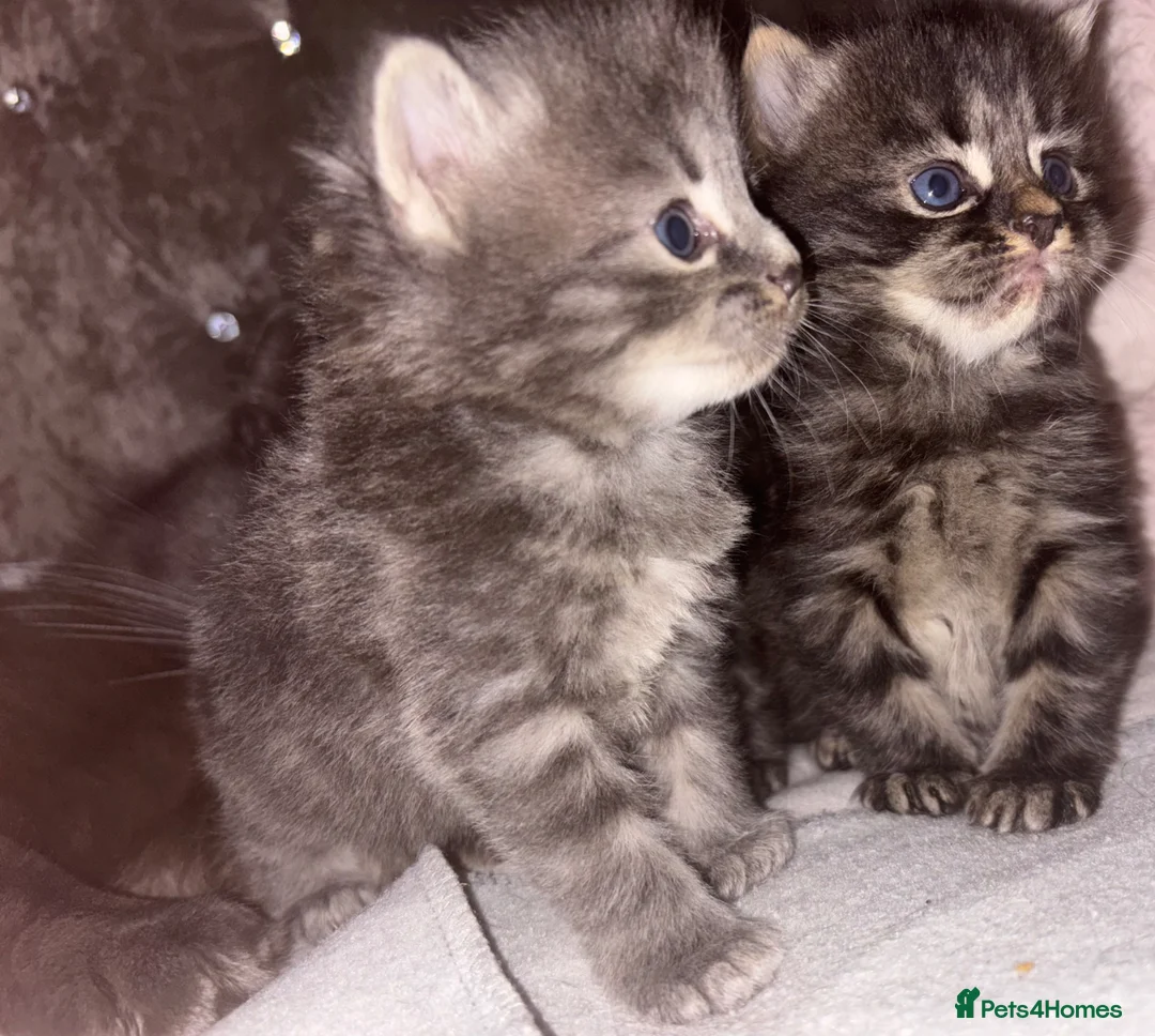 Mixed Breed cats for sale: Beautiful Kittens for sale half grey BSH - Advert 2