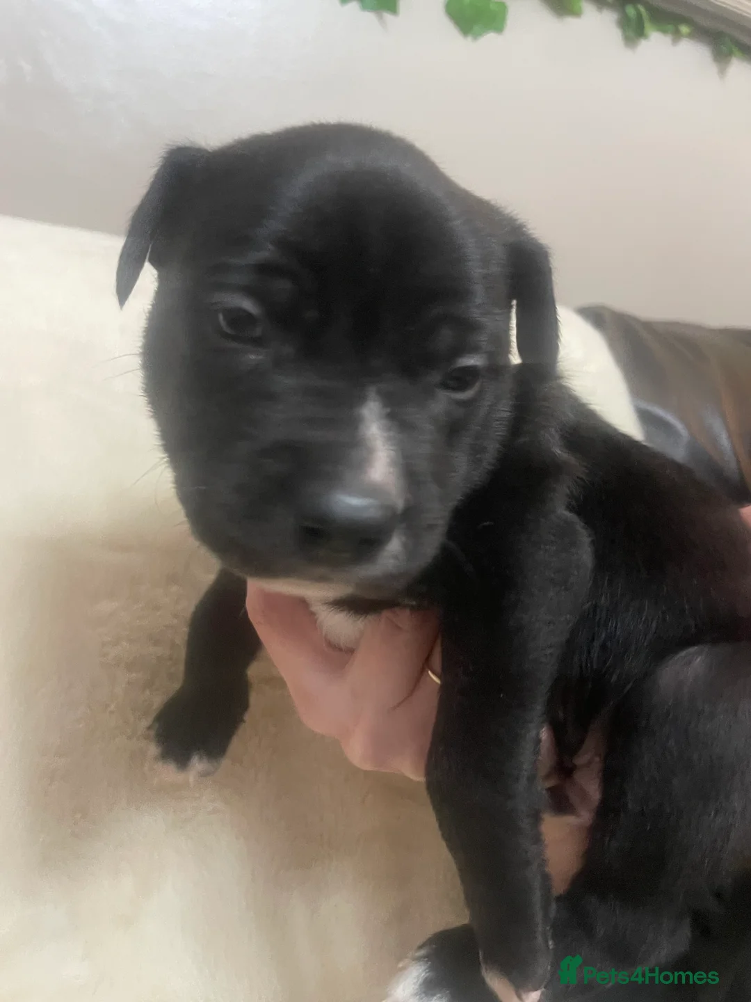 Mixed Breed dogs for sale: Beautiful Staffy x Collie Pups, 4 male 5 girls - Advert 17