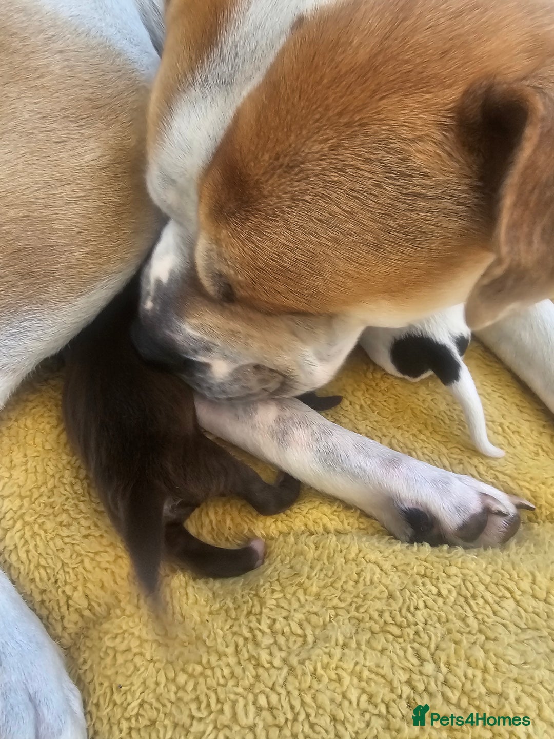 Mixed Breed dogs for sale: Bull pei/Labrador  - Advert 7