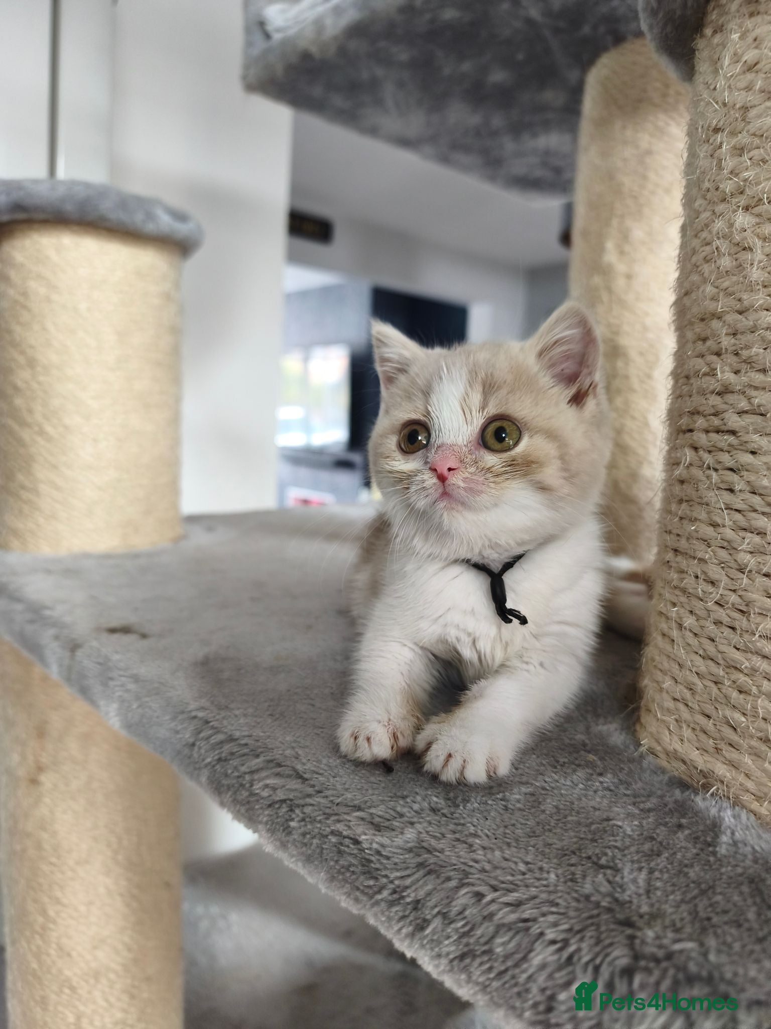 British Shorthair cats British shorthair kittens - Advert 1
