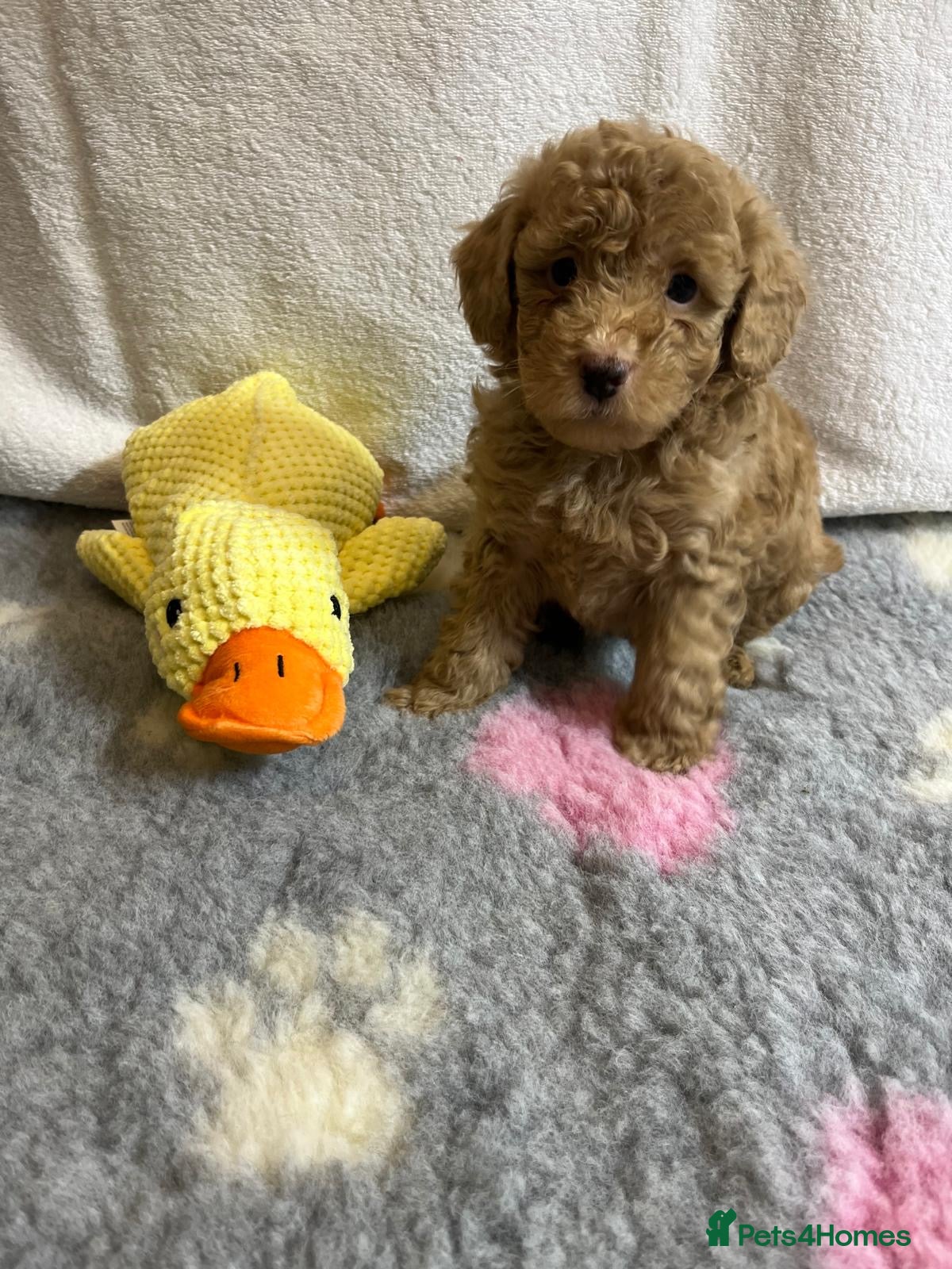 Maltipoo dogs for sale: 🤩 4 f1 stunning male Maltipoo 🤩 - Advert 8