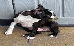 Boston Terrier dogs for sale: Female Boston Terrier - Image 10