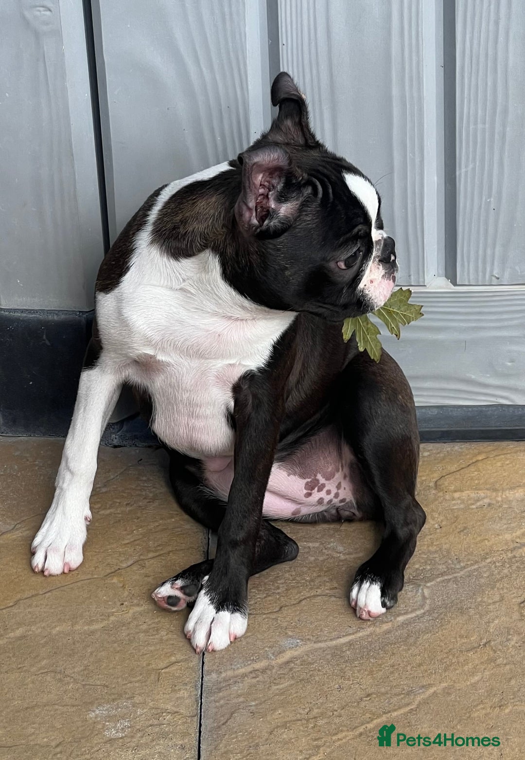 Boston Terrier dogs for sale: Female Boston Terrier - Image 10