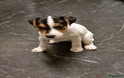Jack Russell dogs for sale: Stunning true to type jackrussell  - Image 1