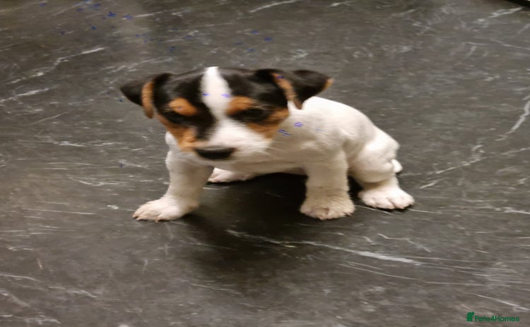 Jack Russell dogs - Advert 1