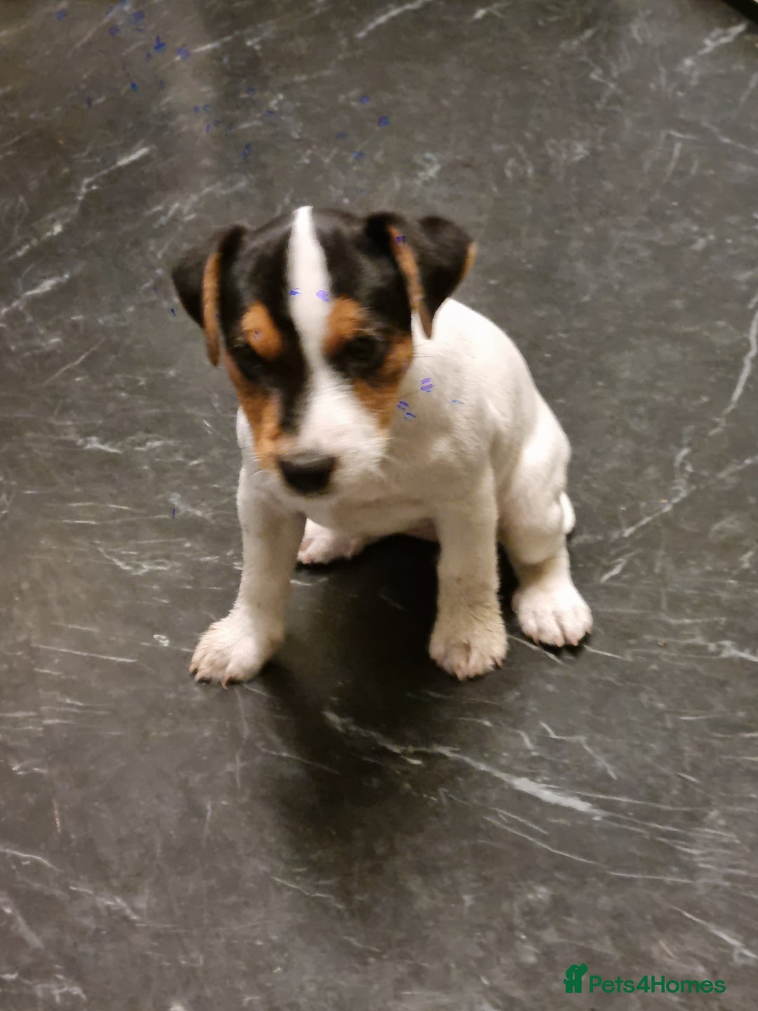 Jack Russell dogs for sale: Stunning true to type jackrussell  - Image 1