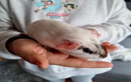 Guinea Pig rodents for sale: Two boars ready for rehoming - Image 6