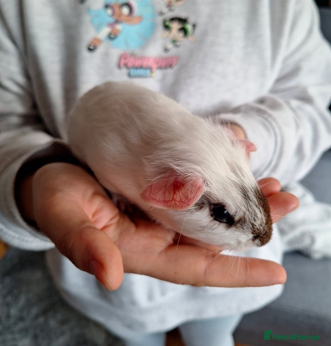 Guinea Pig rodents for sale: Two boars ready for rehoming - Image 6