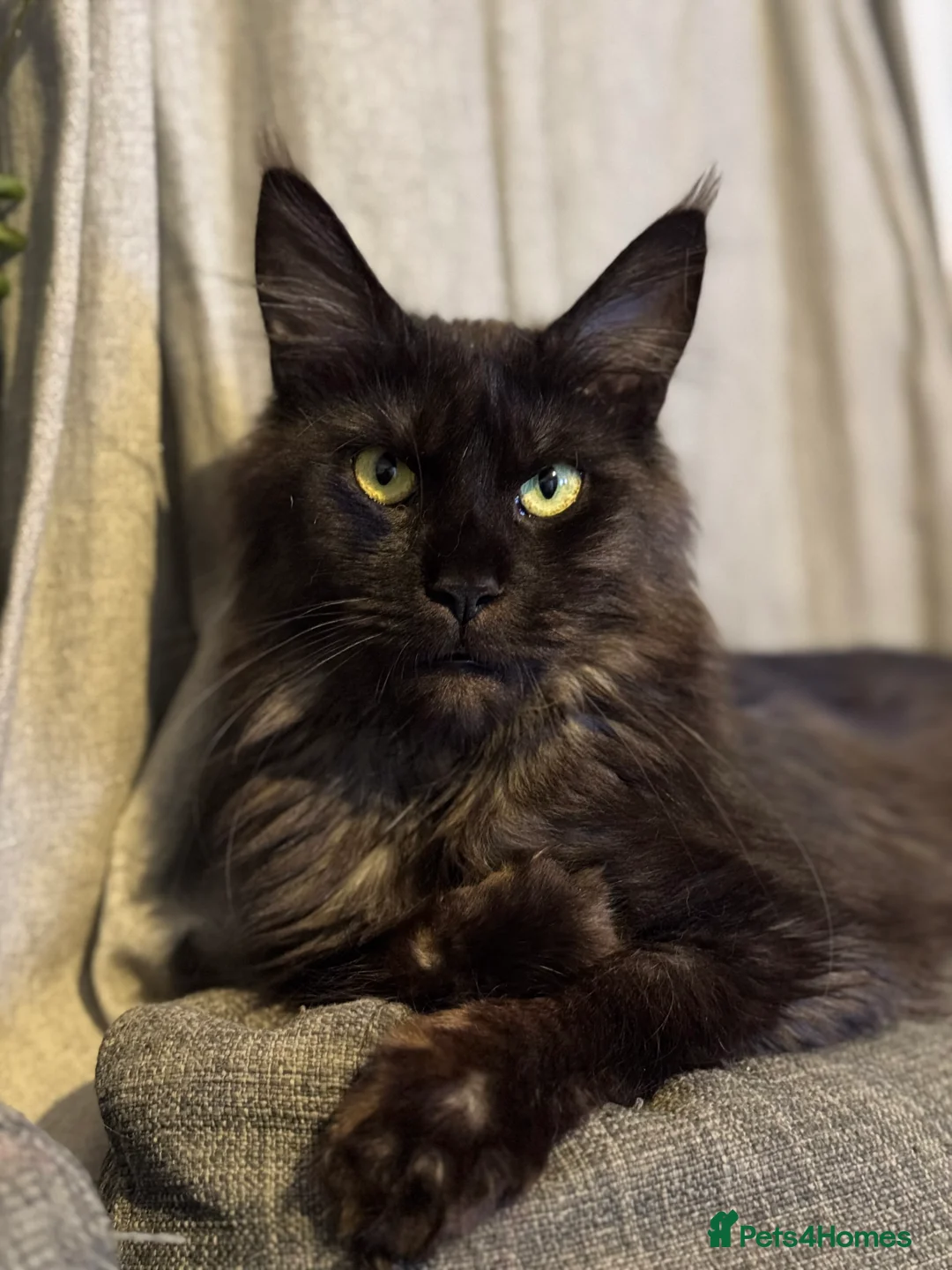 Maine Coon cats for sale: 3yo Maine Coon proven queen available.  - Advert 1