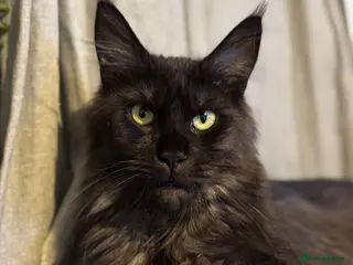 Maine Coon cats 3yo Maine Coon proven queen available. - Advert 4