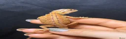 Bearded Dragon reptiles for sale: Hypo, Trans Blue bar leatherback and standard back in Southsea - Advert 5