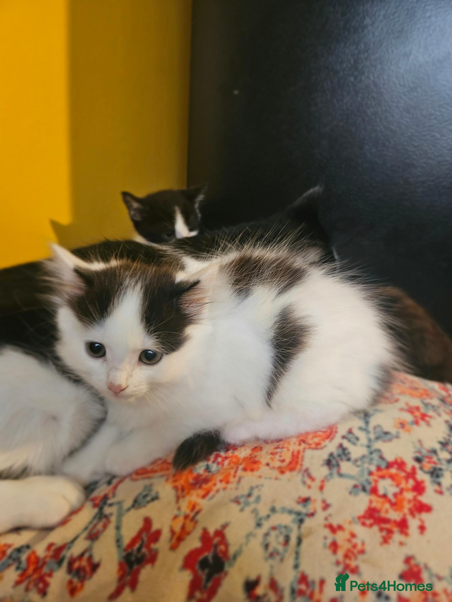 Mixed Breed cats Kittens black - white - Advert 2