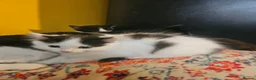 Mixed Breed cats for sale: Kittens black - white - Advert 1