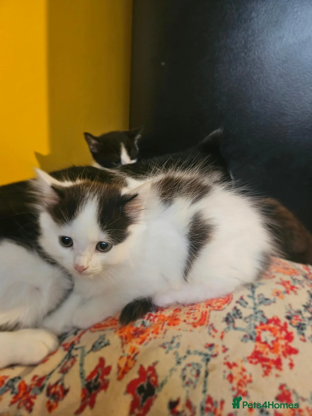 Mixed Breed cats for sale: Kittens black - white - Advert 1