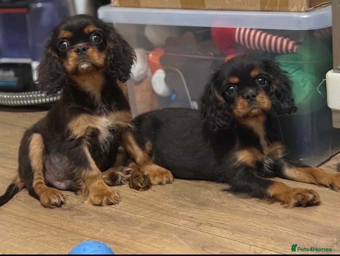Cavalier King Charles Spaniel dogs Beautiful litter of cavalier pups ready now 💕 - Advert 3