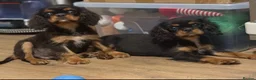 Cavalier King Charles Spaniel dogs for sale: Beautiful litter of cavalier pups ready now 💕 - Advert 1