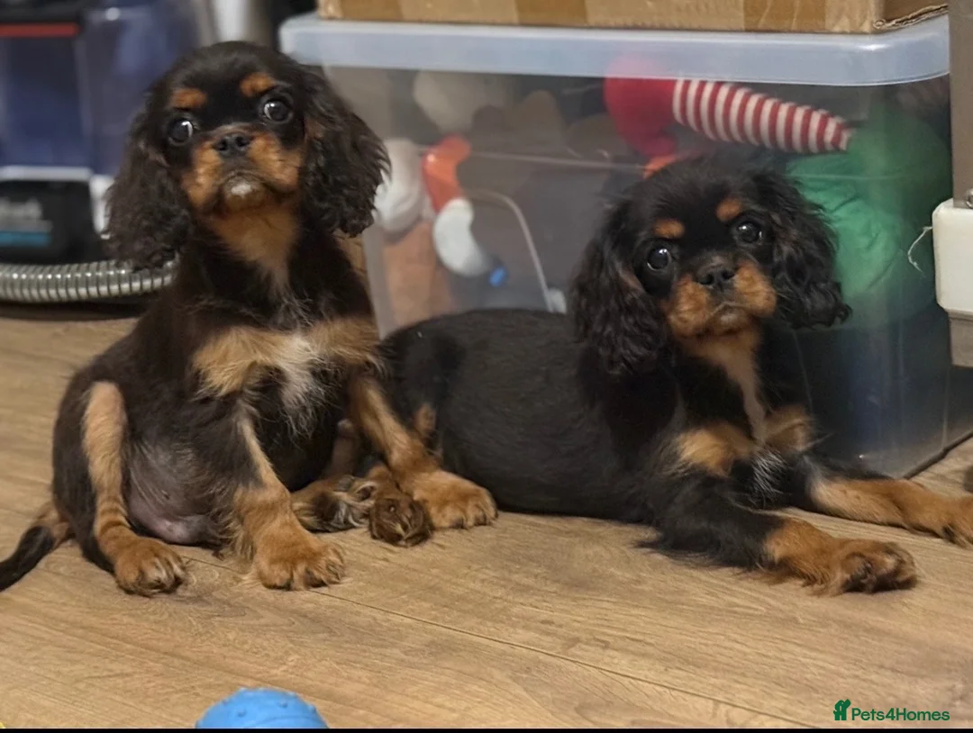 Cavalier King Charles Spaniel dogs for sale: Beautiful litter of cavalier pups ready now 💕 - Advert 1