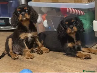 Cavalier King Charles Spaniel dogs Beautiful litter of cavalier pups ready now 💕 - Advert 3