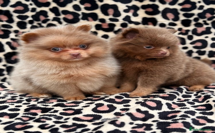 Pomeranian dogs - Advert 4