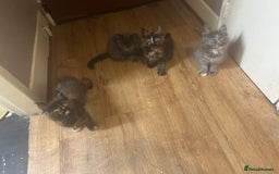 Maine Coon cats for sale: 5 beautiful maine coones  - Image 20