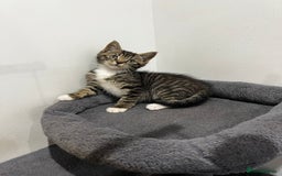 Mixed Breed cats for sale: 1 beautiful kitten  - Image 11