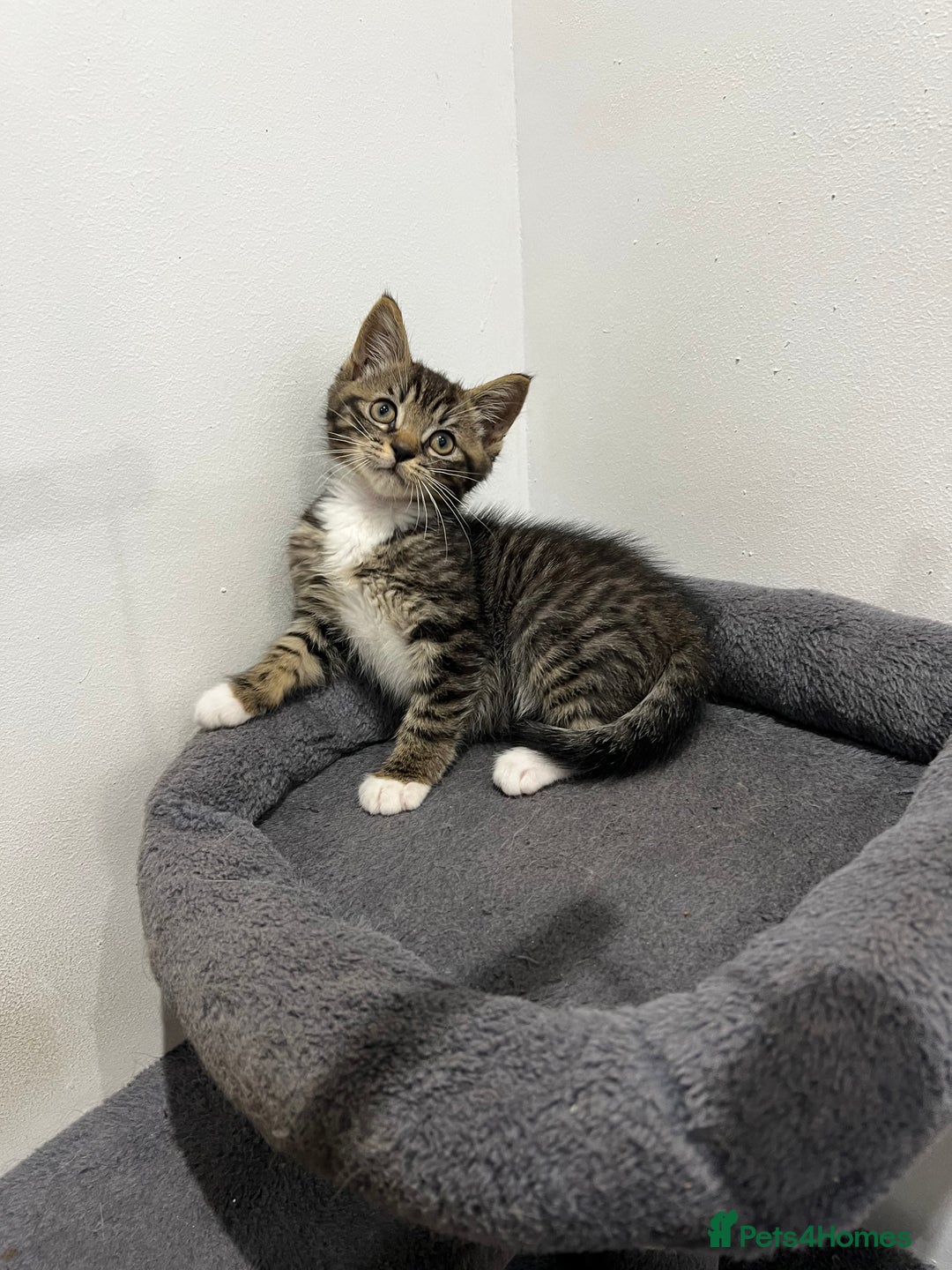 Mixed Breed cats for sale: 1 beautiful kitten  - Image 11