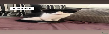 Mixed Breed 5