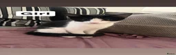 Mixed Breed cats for sale: Beautiful black and white kittens - Advert 6