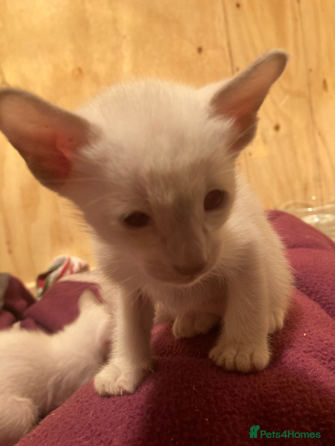 Oriental cats for sale: Oriental shorthair kittens - Advert 9