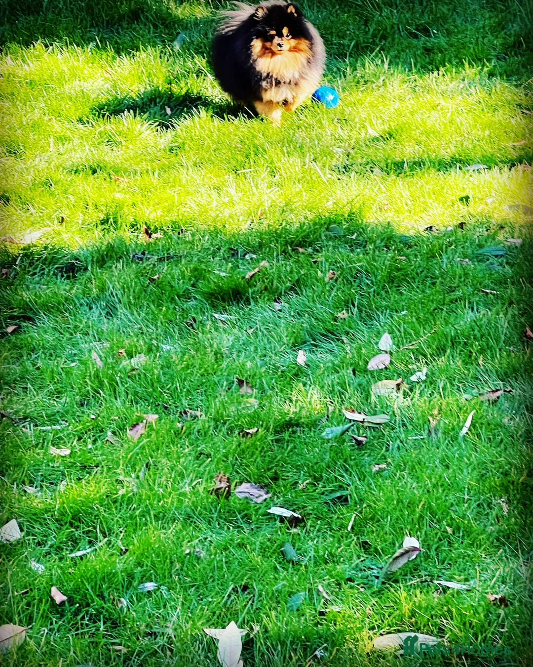 Pomeranian dogs for stud: STUNNING FENDI OPEN AT STUD 🏆CHAMPION SIRED🏆 in Grays - Advert 25