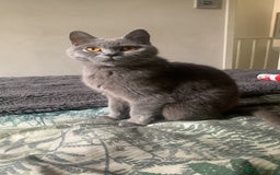British Shorthair cats for sale: British Blue Kittens - Image 6