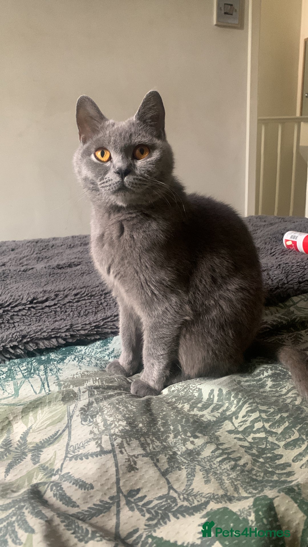 British Shorthair cats for sale: British Blue Kittens - Image 6