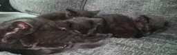 Mixed Breed cats for sale: Ragdoll cross kittens in Glasgow - Advert 6