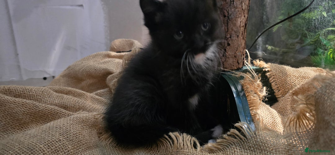 American Shorthair cats for sale: Black and white kitten - Advert 6