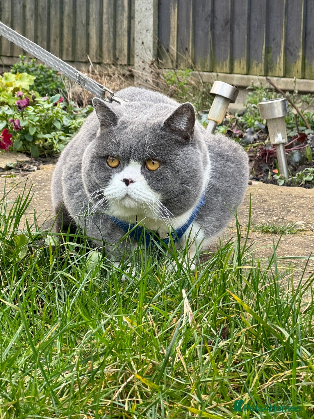 British Shorthair cats for stud: British Shorthair Blue Bicolour male stud duties in Enfield - Advert 4