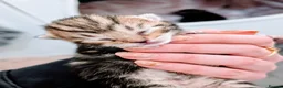 Mixed Breed cats for sale: Beautiful tabby boy kitten  in Woodbridge - Advert 5