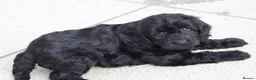 Cockapoo dogs for sale: Beautiful Cockapoo puppies for sale  - Advert 13