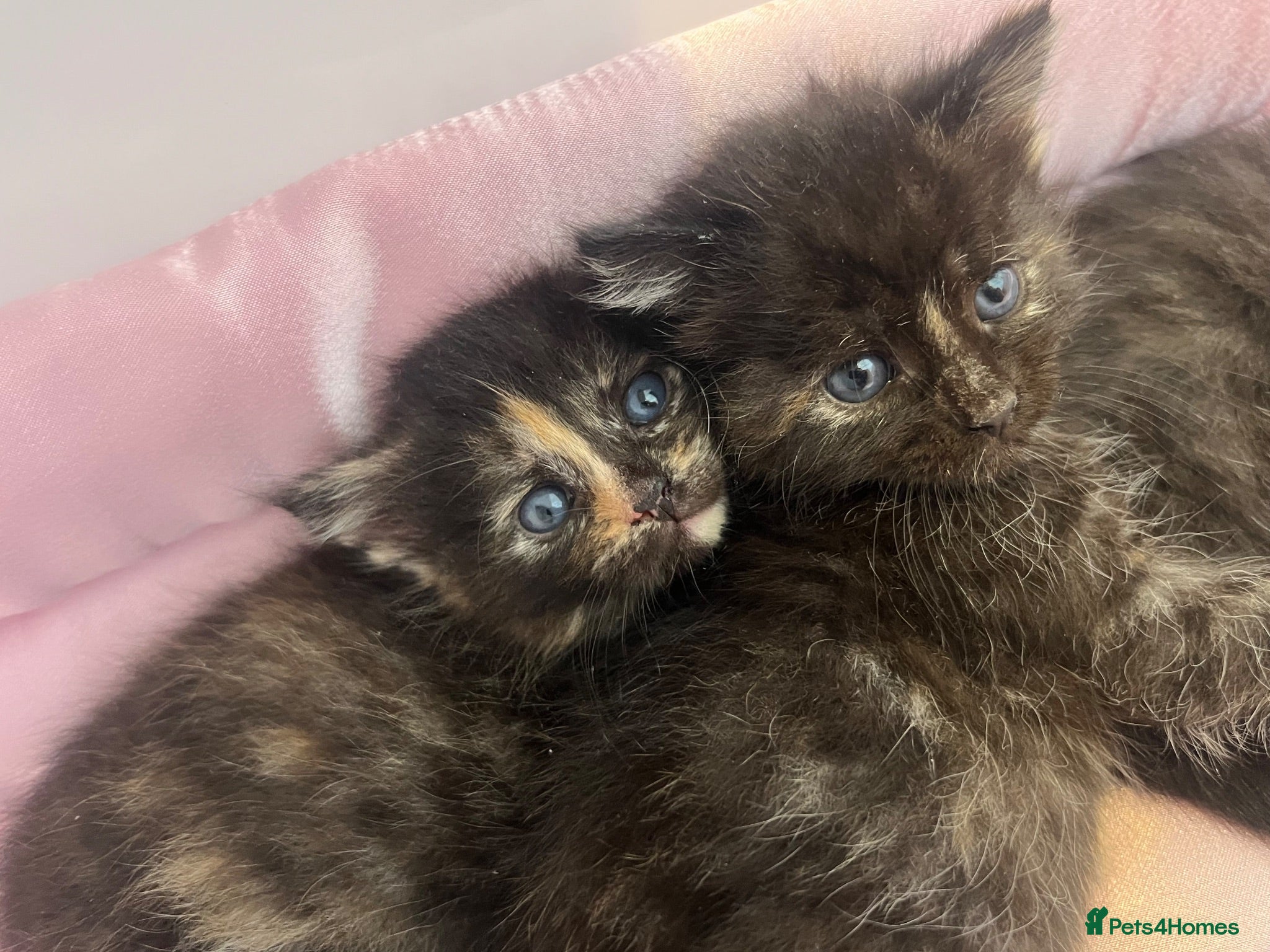 Mixed Breed cats 4 kittens, 2 boys 2 girls  - Advert 1
